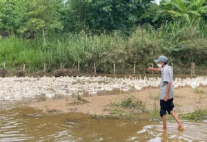 Với nguồn thức ăn sẵn có, người dân tiết kiệm được một khoản chi phí.
